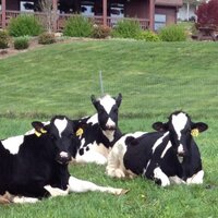 Barstow's Dairy (@barstowdairy) 's Twitter Profile