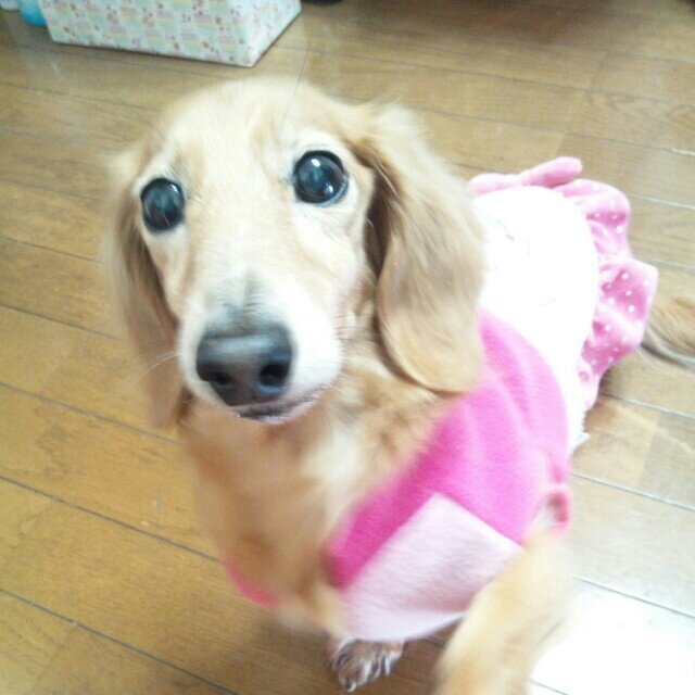 音楽大好き♪保育士やってます(*^^*)Mダックス♀12歳が、お家にいますU^ェ^Uスッゴくかわいいデス(*´∀`)←2015年3月5日虹の橋に旅立ちました(T_T)