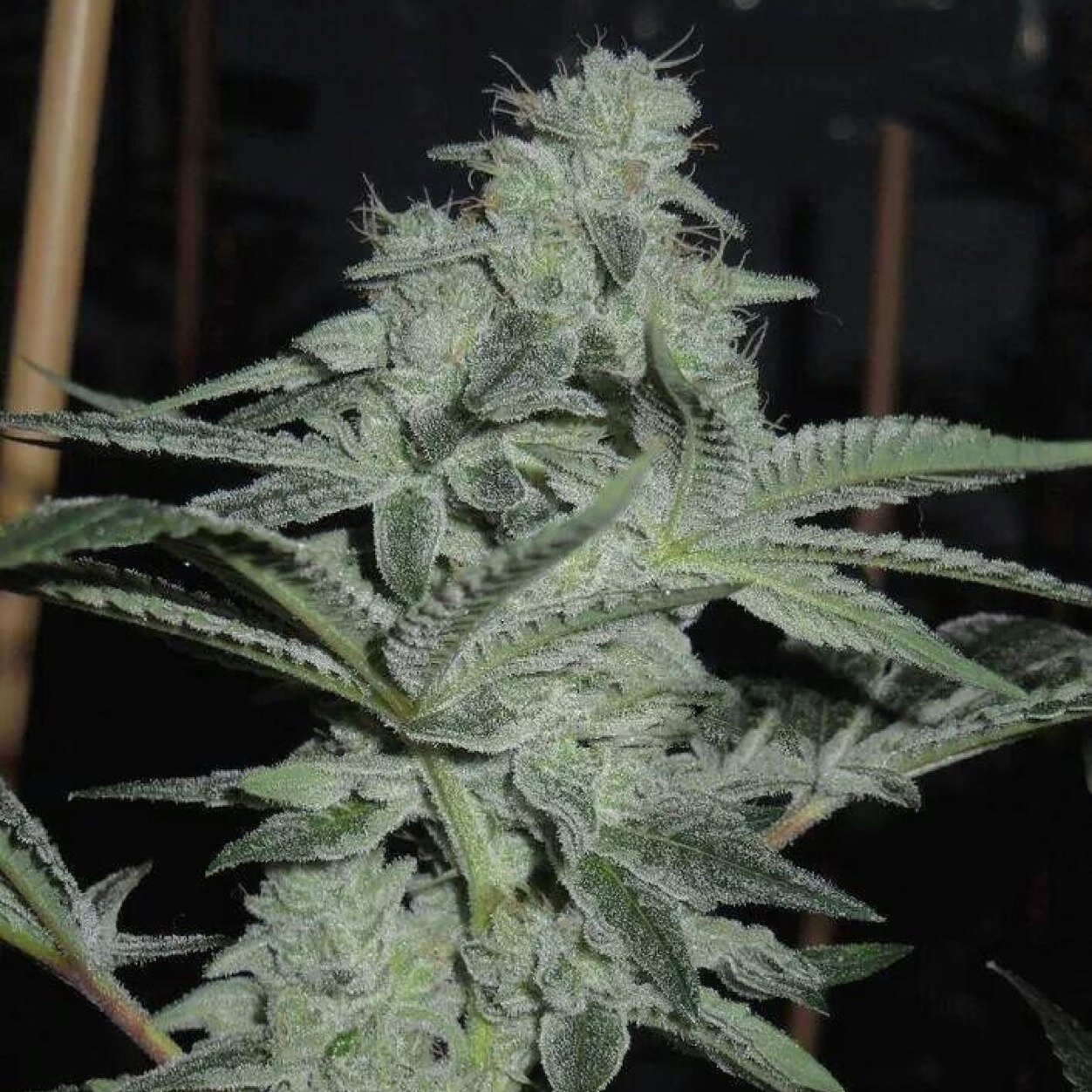 highpeople42O Profile Picture