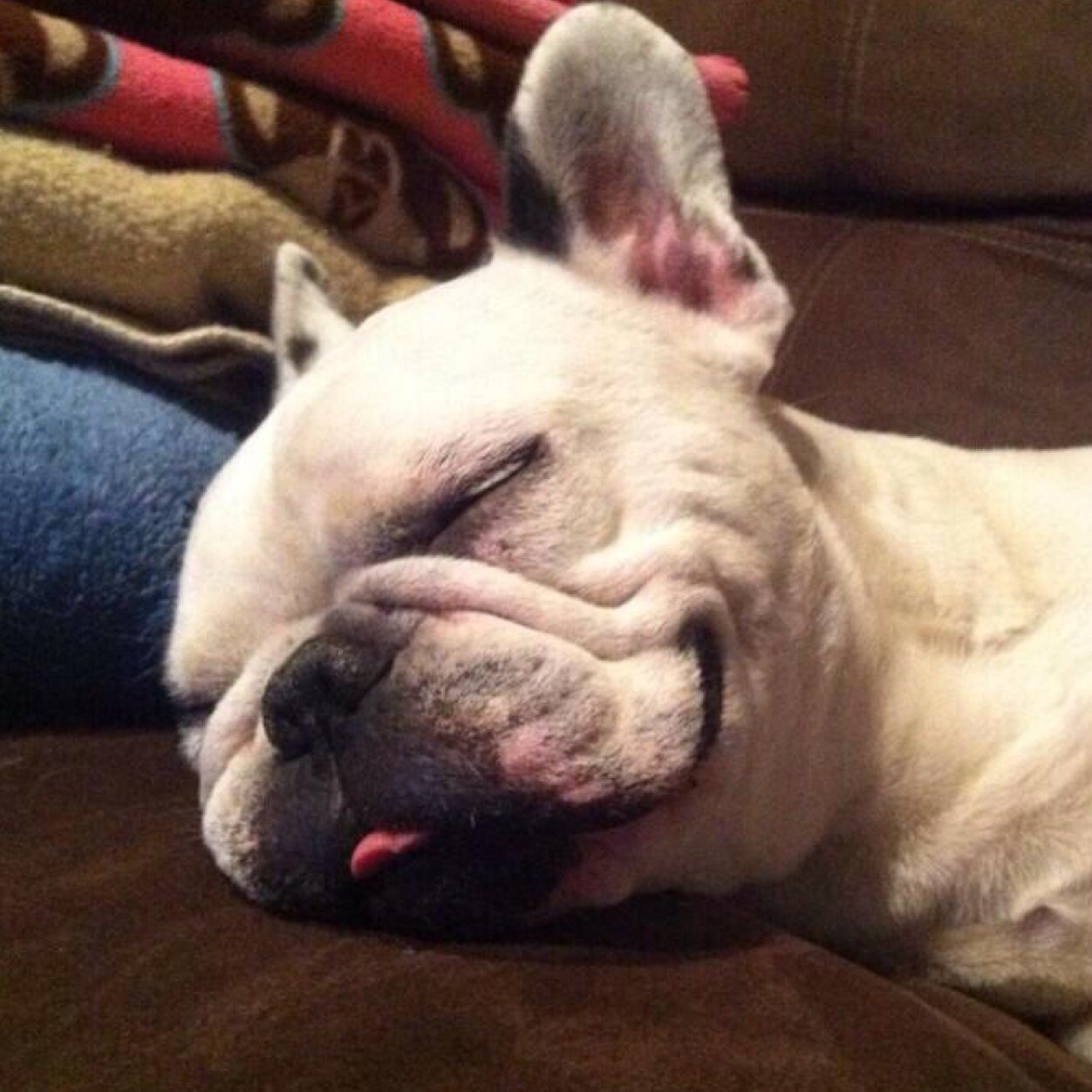 Just another dog trying to make a dream a reality