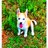 DallasStenhouse's profile image