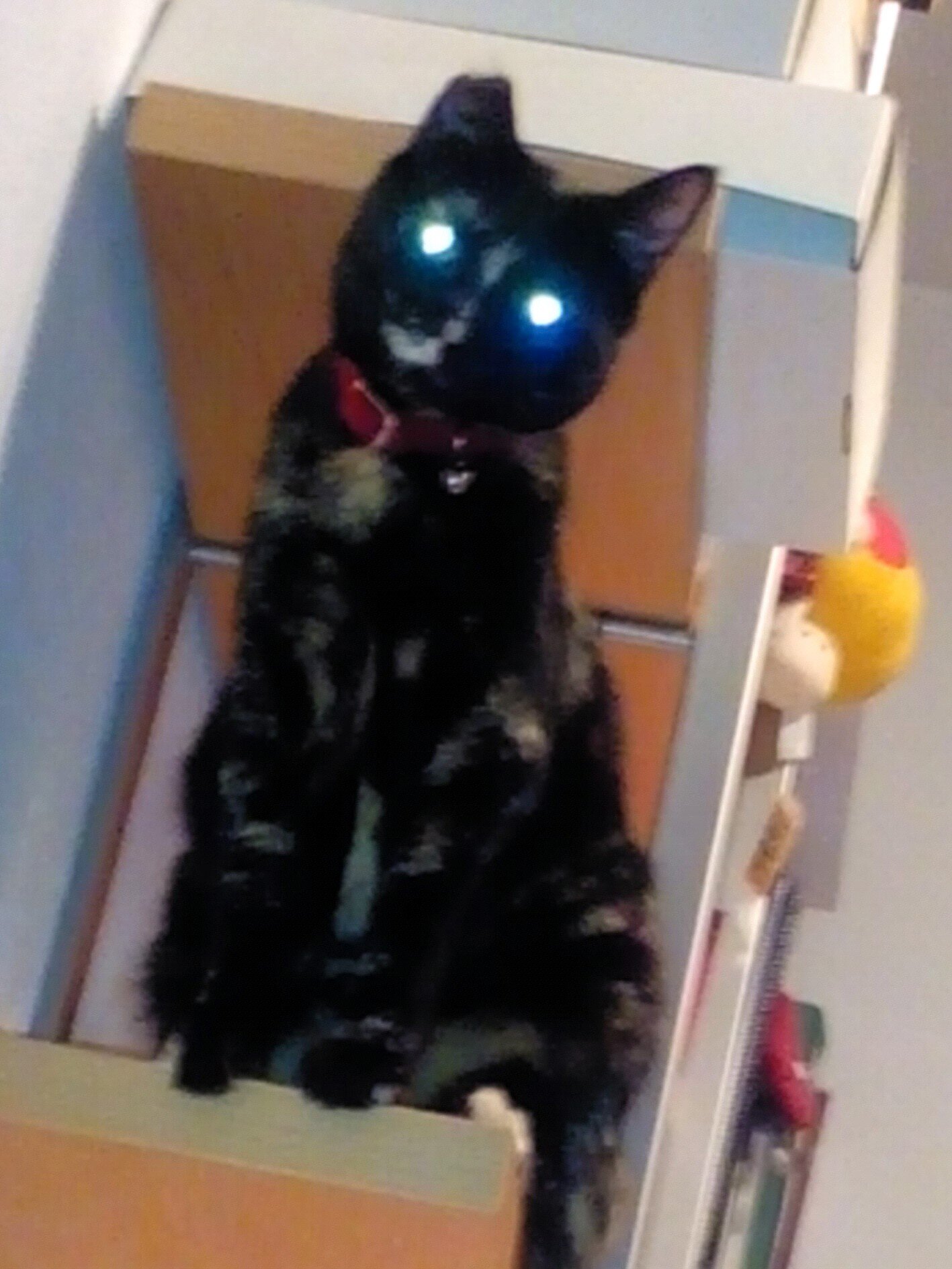 IsabelResinas's profile picture. Amante de los animales. Arquitecta y futura docente