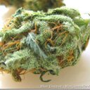TOXICWEEDMAN (@01SmokaGanja420) Twitter