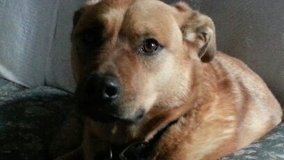 I'm the best dog around. I'm Brutus Schleusner