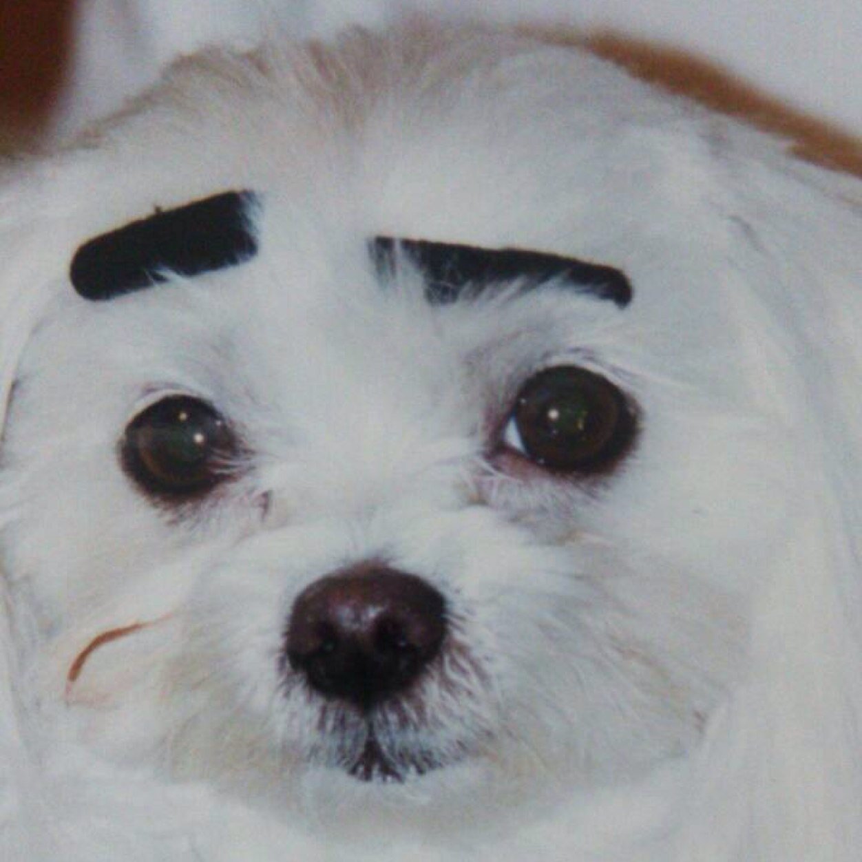 naoki2096's profile picture. 気がついたら柏レイソルサポ 生まれた時から柏レイソルサポ