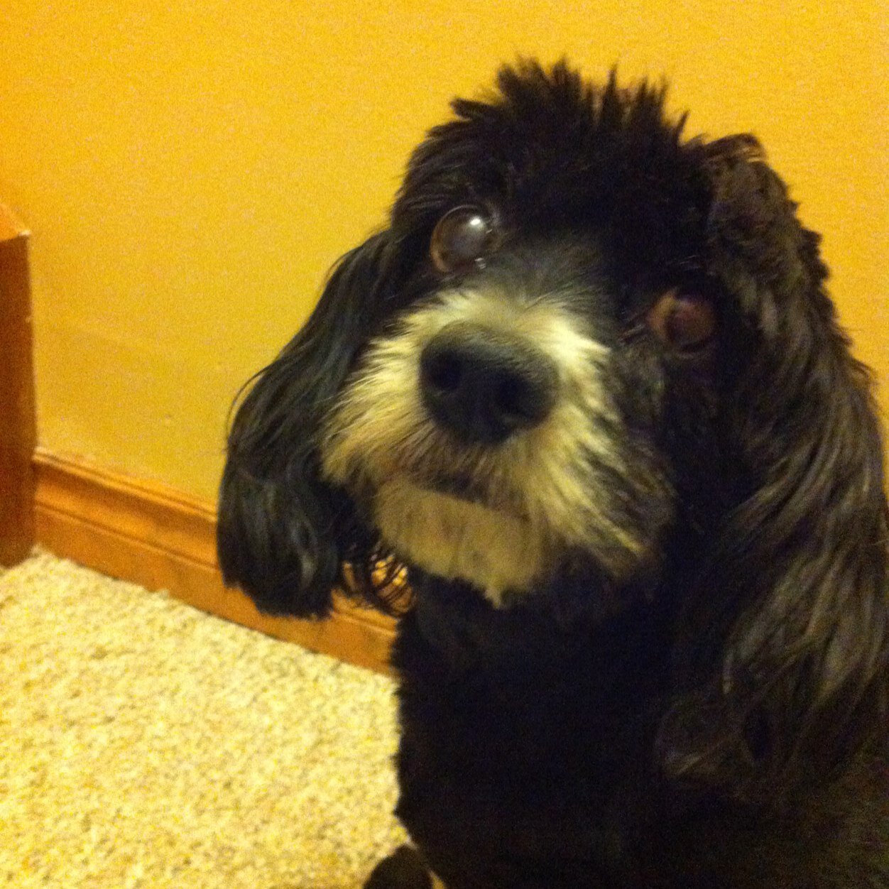 rezacassam's profile picture. 