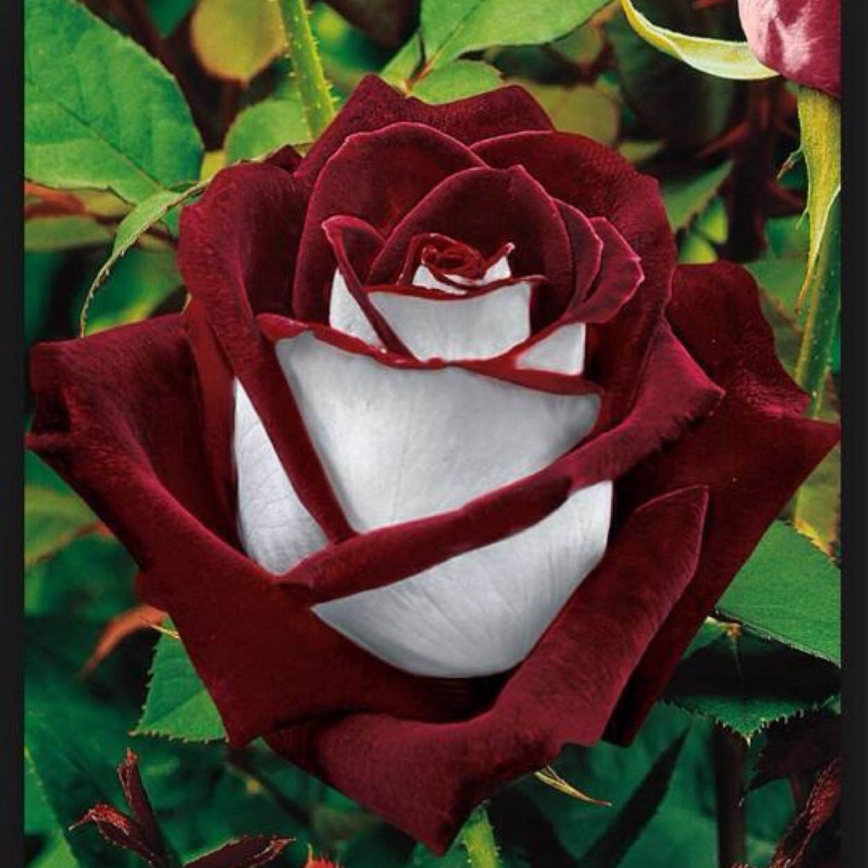 artsville1's profile picture. 