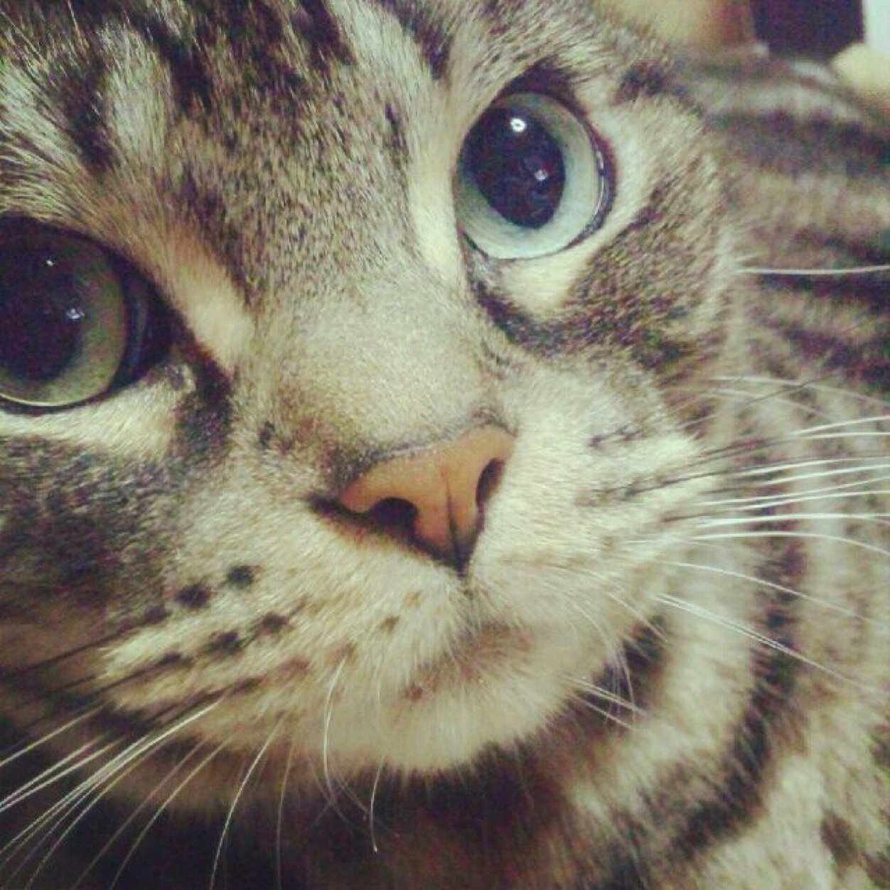 (ΦωΦ).(━_━).(ΦωΦ)