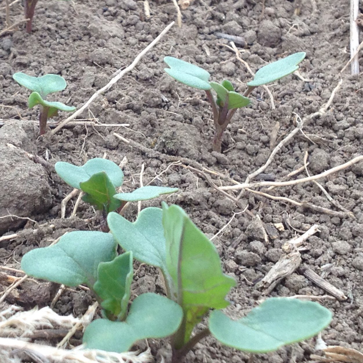 lyndonrm79's profile picture. GOD Follower, Traditional Values, Seek Truth in a World of Lies,  I Hate Corrupt Gov’t.