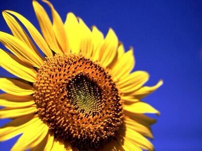 rainbow1154's profile picture. 