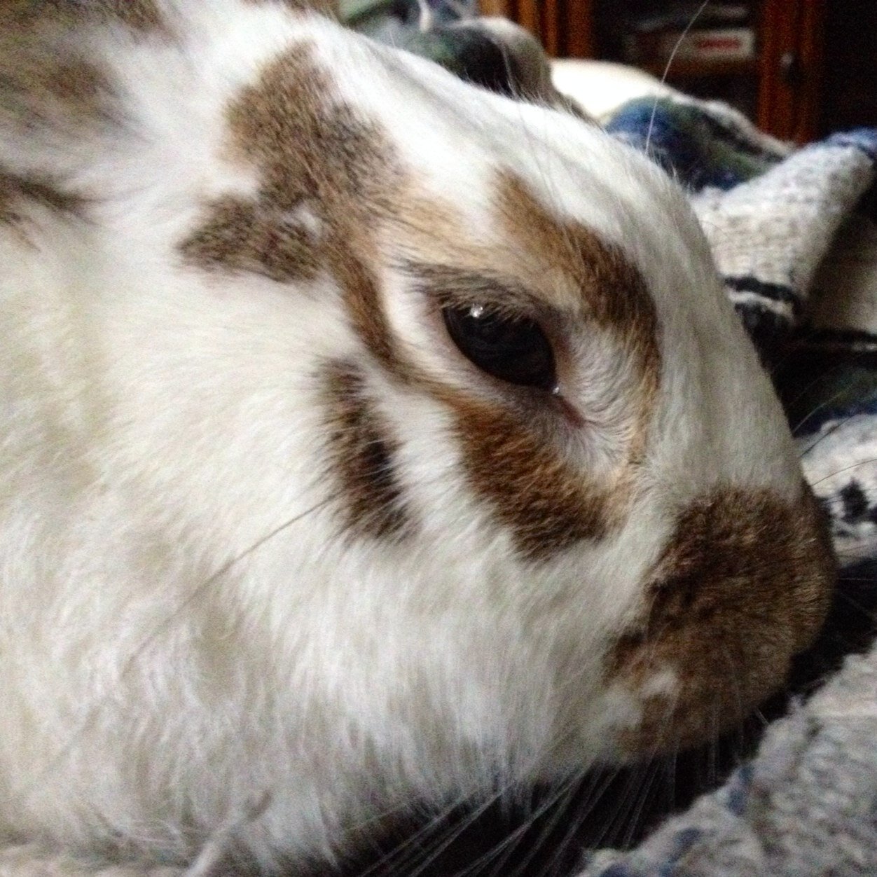 BenjaminTBunny's profile picture. 