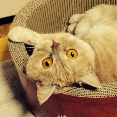 らいゆ
