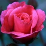 YUmanita1M13e's profile picture. Счастье состоит главным образом в том, чтобы мириться со своей судьбой и быть довольным своим положением.