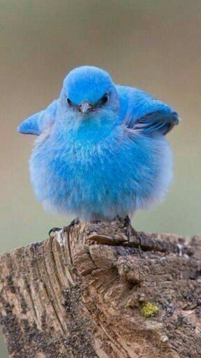 Único, autentico y feliz twitero para positivar al mundo entero.