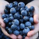 Fatima Sam Bulagas - @blueberrysam511 - Twitter