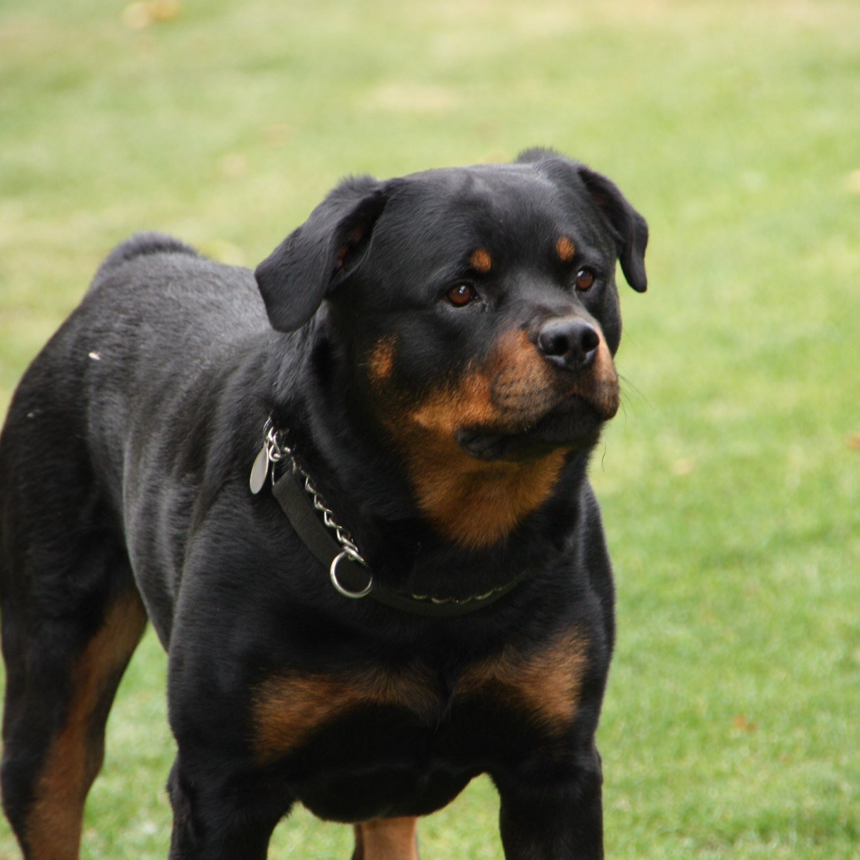 manjoytsandhu's profile picture. 