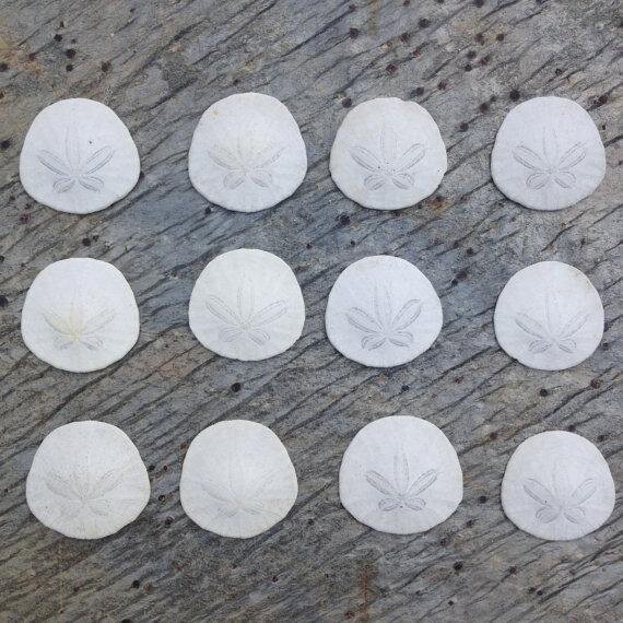 Lot of 12 Pacific Ocean beach sand dollars from Mission Beach San Diego