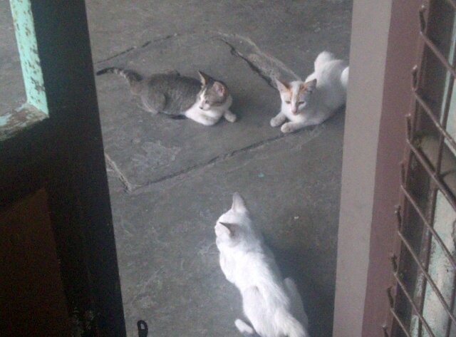 Corrigancaleb's profile picture. 