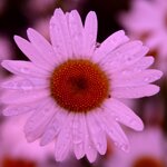 Klimentc3A0's profile picture. Не действуй против божества влюбленных: какое бы ты средство ни привлек, ты проиграешь битву, будь уверен.