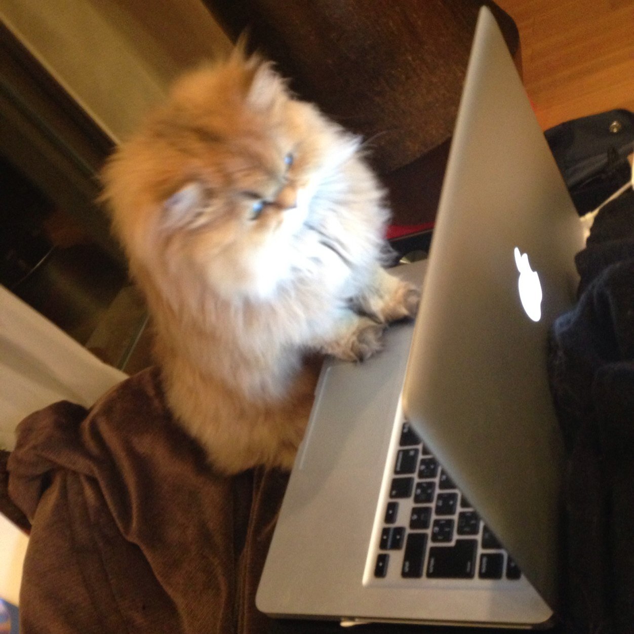 manoloJuly5th's profile picture. Cat's name = fm. Manolo Blahnik, Arsenal, Carp, Tampa Bay Buccaneers, colplay, sakanaction, web3/solana, DeSci, metaverse, NVIDIA ACE&NeMo microservcie platform