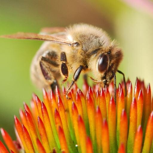 OldBoarsApiary's profile picture. We've set up an apiary in Dorking.We keep the hives at a site kindly provided by Denbies vineyard,but we want to continue expanding. Keep an eye on us for news!