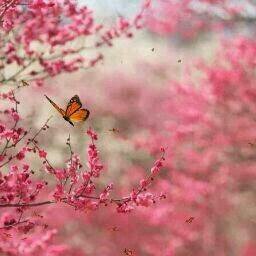 LevinerLisa's profile picture. 