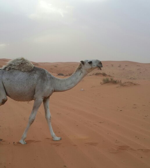 انا عشقت الوضح من بد الالواني & واطرب لجر القصايد يوم اباريها