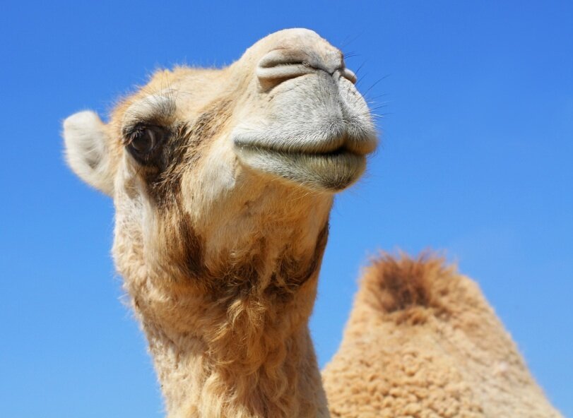 I'm a sassy camel geez
