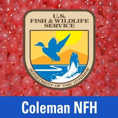 Coleman NFH is located in Anderson, CA. The hatchery raises approx. 12 million fall Chinook, 1 million late-fall Chinook and 600,000 steelhead annually.