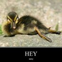 Jakob Becker - @DasEnte88 - Twitter