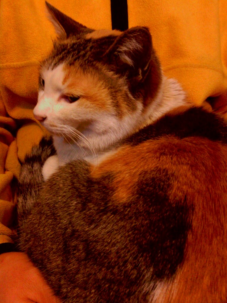 kumanecojirusi's profile picture. 街のカレー屋です。