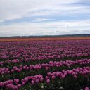 Molly Henson - @MollyG55 - Twitter