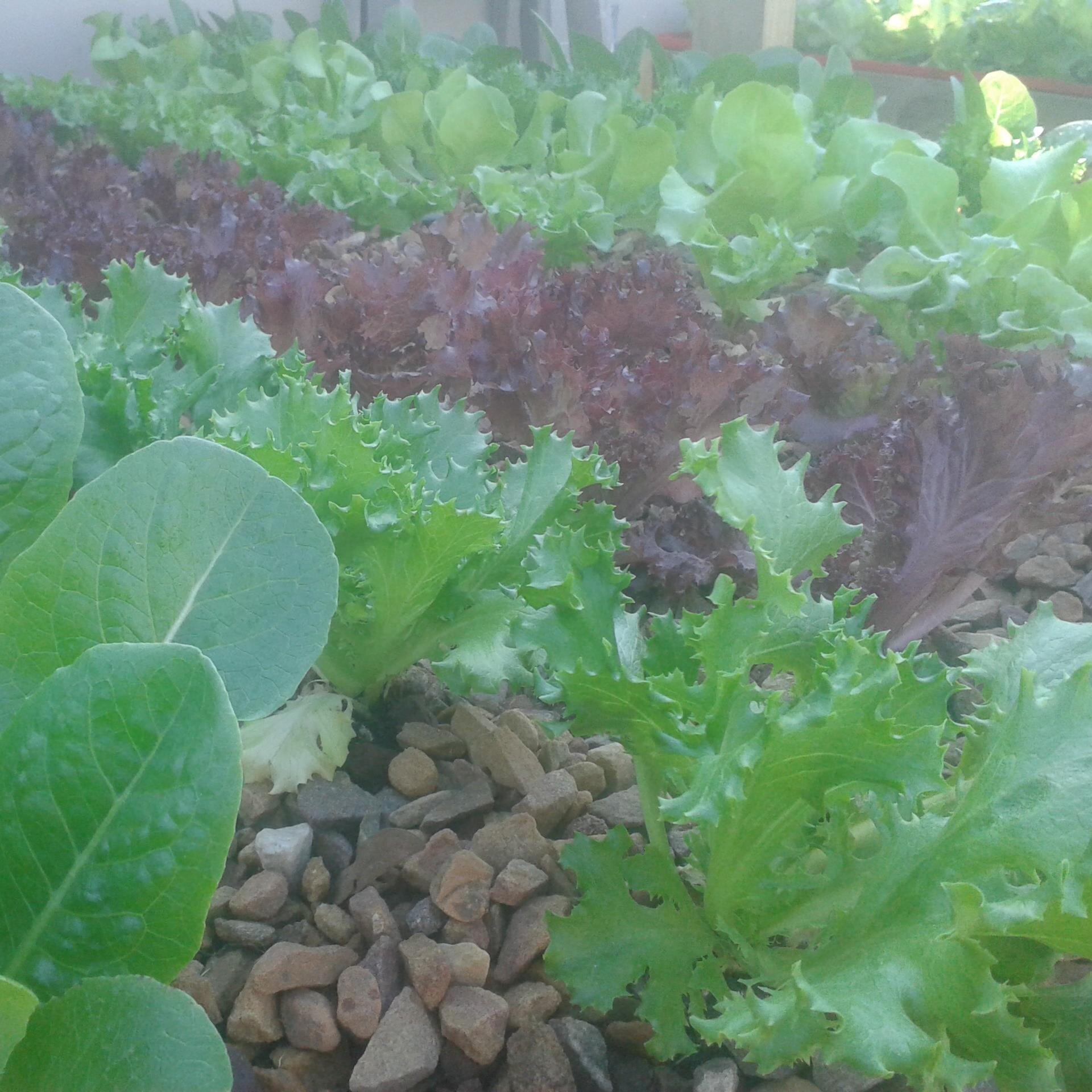 AquaPro_SA's profile picture. Personalizing Produce, Products and Projects. Aquaponic Tunnels, Eco-pools and Koi ponds. We grow artisan organic baby leaf lettuce for 5* dining in Cape Town.