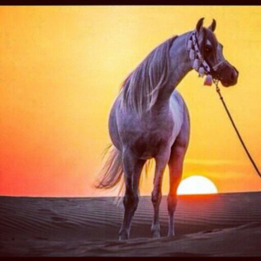 تابعوني ساابي الجديد @floh783                                                               آستغفر الله وأتوب إليه ♡