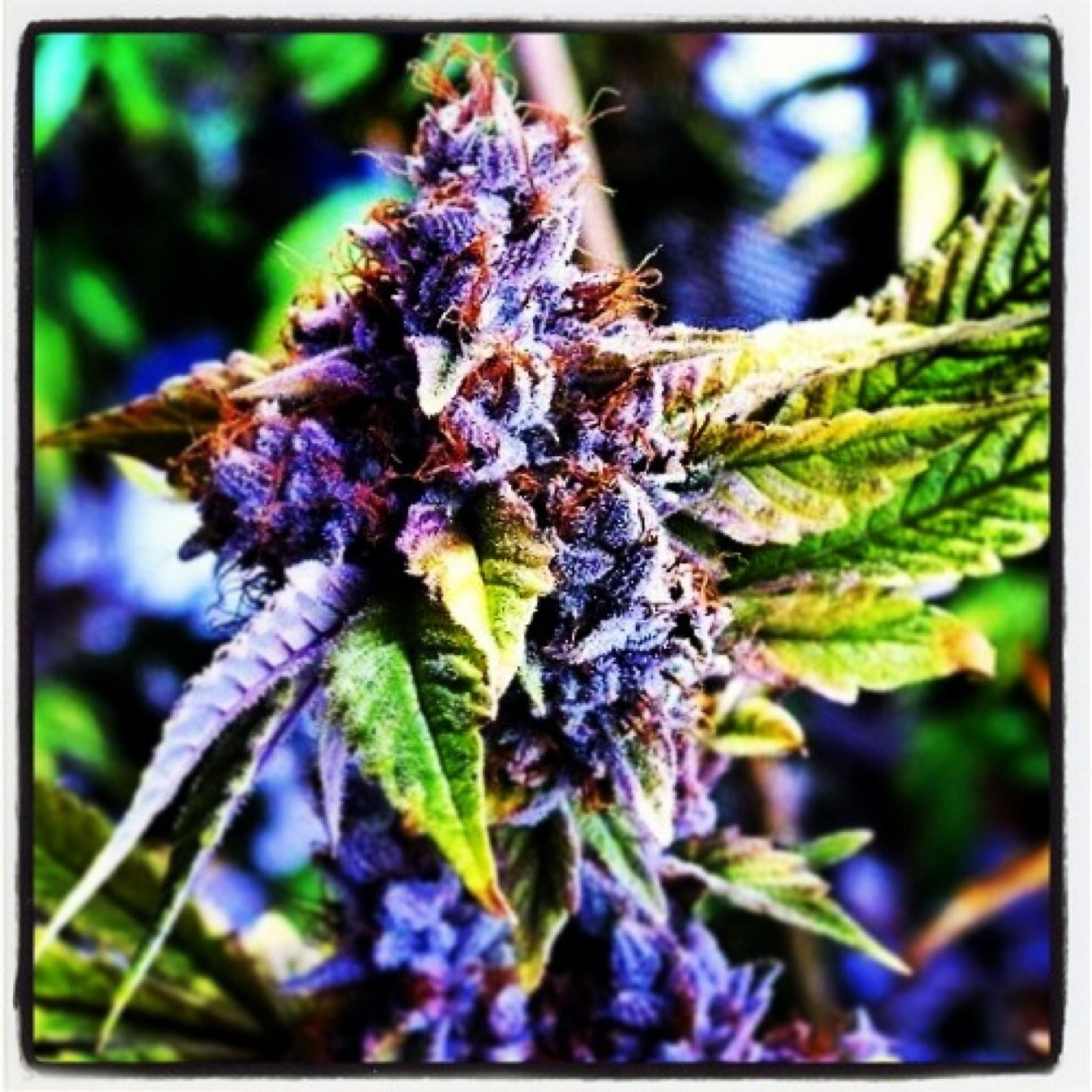 Novascotian bud!! FUCK LIFE AND SMOKE SOME KUSH ^.^