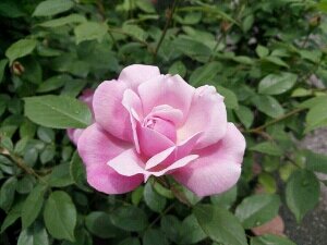 ＲＴは、賛同とは限りません。
iHerb紹介コード SAY7735 で5%割引になります。