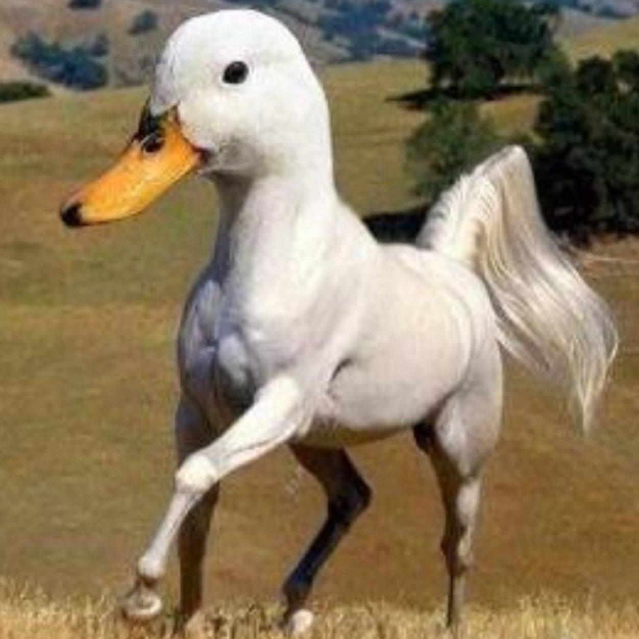 SLknes's profile picture. #Ninjaturtel