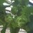 toshia_chavez's profile image