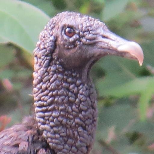 Bocaramelo's profile picture. Me encanta la etiqueta y la carroña gourmet.