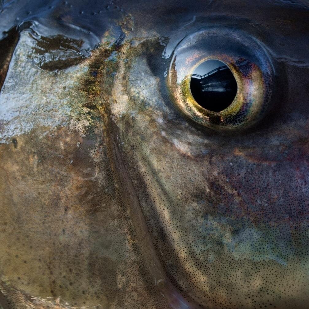 Respect Native Fish! 
https://t.co/fBD50u1S6N=redhorses, gar, cool fishes. Fishing, art, science, pickles, beer, photography. Rural Montana kid now suburban Illinois dad.