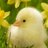EmergencyPipou's profile image