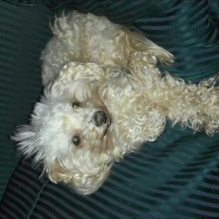 SantiagoLeyva8's profile picture. 