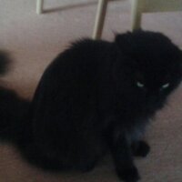 Catfriend (@r12457) Twitter profile photo