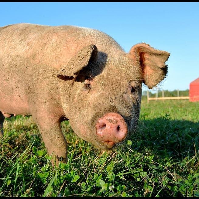 MarvEdFarm's profile picture. Certified Organic Farm in Grey Bruce, ON. Find us at the Brickworks and Wychwood farmers markets in Toronto every Saturday or join our local CSA