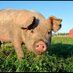 Marvellous Edibles (@marvedfarm) Twitter profile photo