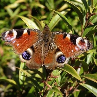 It's biodiversity, stupid