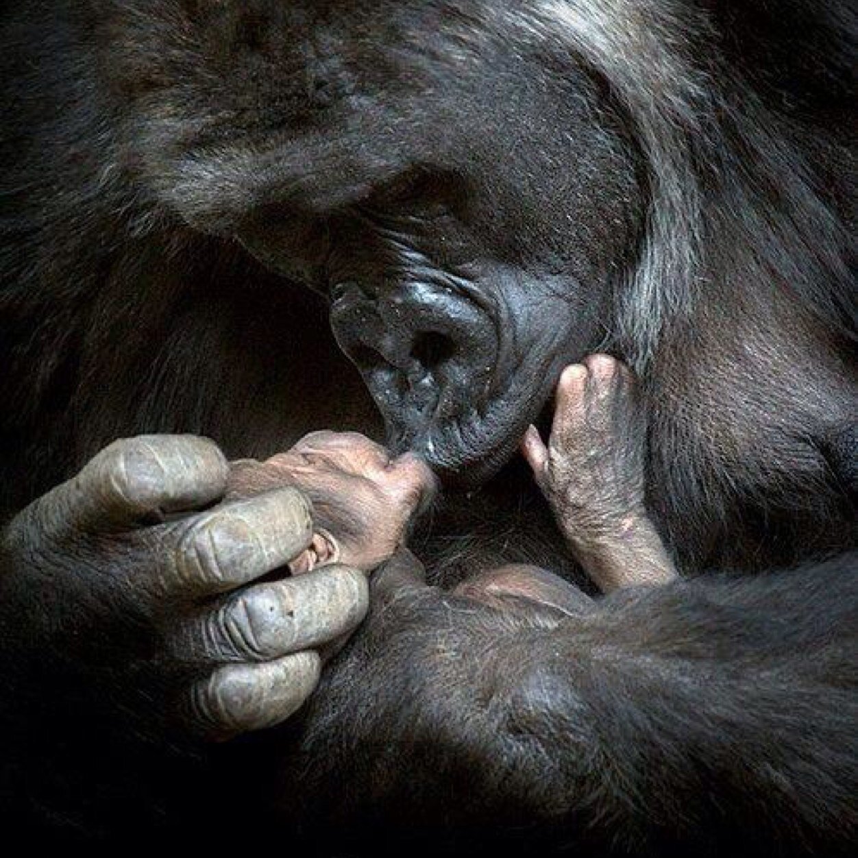 LimotecPaul's profile picture. 