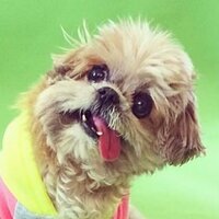 Marnie the cheap dog vine
