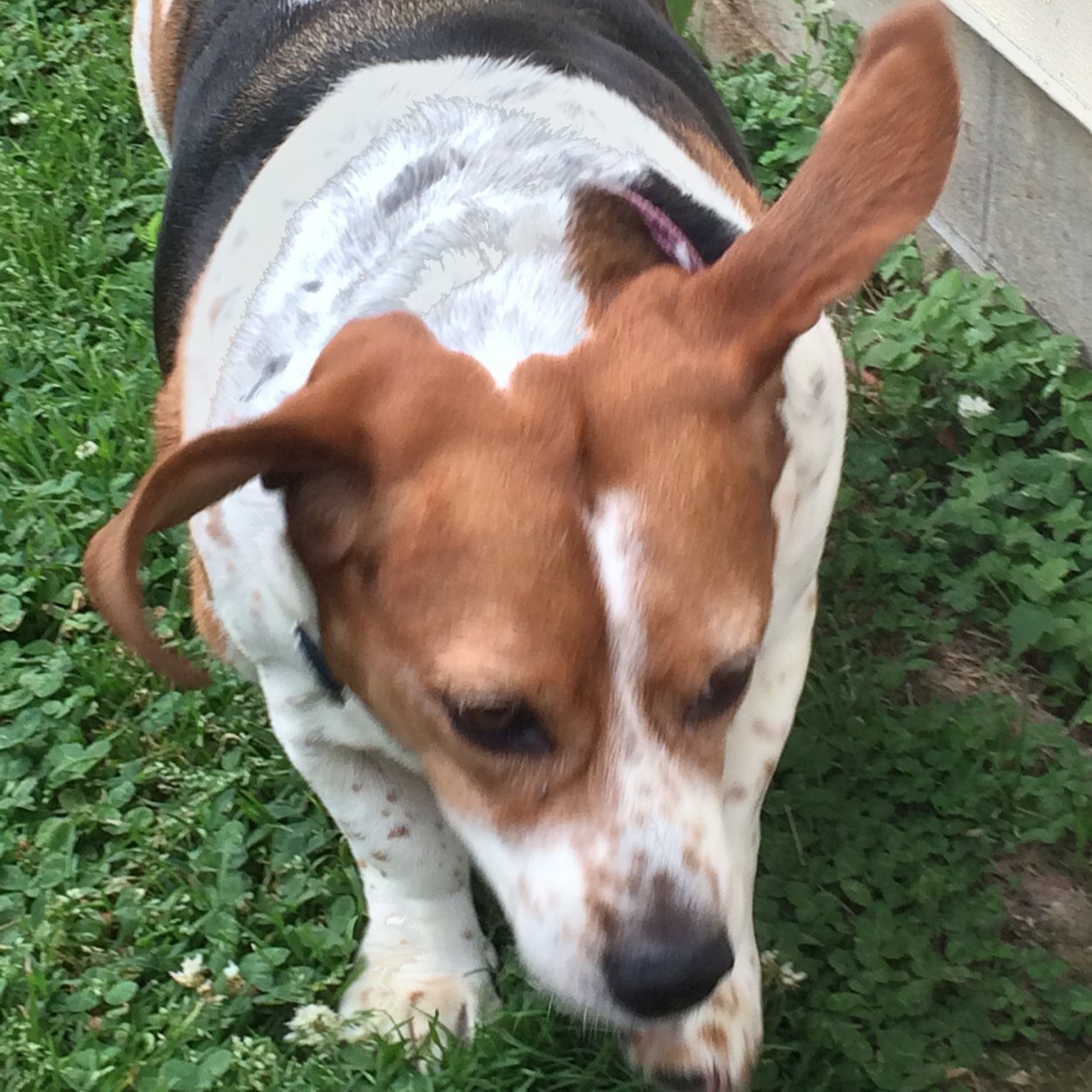 Long walks, biscuits, chasing squirells
