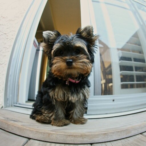 josie_nicole's profile picture. 